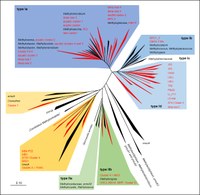 Methanotrophe Stammbaum