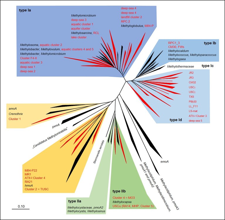 Methanotrophe Stammbaum
