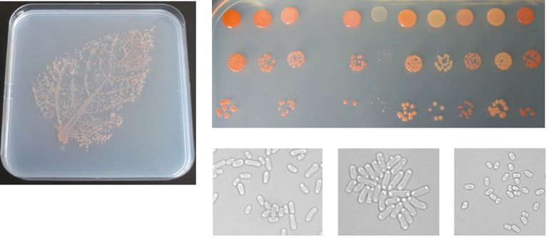 Methylobacterium