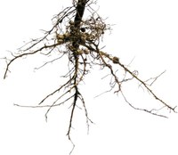 rhizosphere